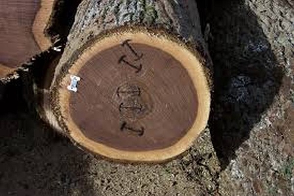 Gỗ óc chó - Công Ty TNHH Gỗ Viễn Đông